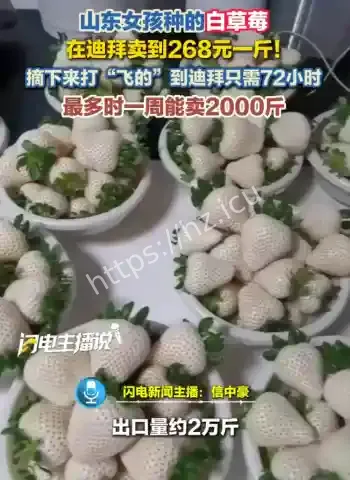 山东女孩种的白草莓